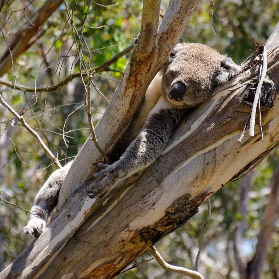 szara koala na drzewie puzzle przesuwne online
