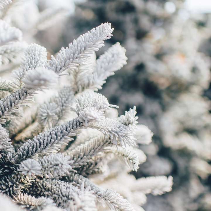grunt fokus fotografering av vita löv Pussel online