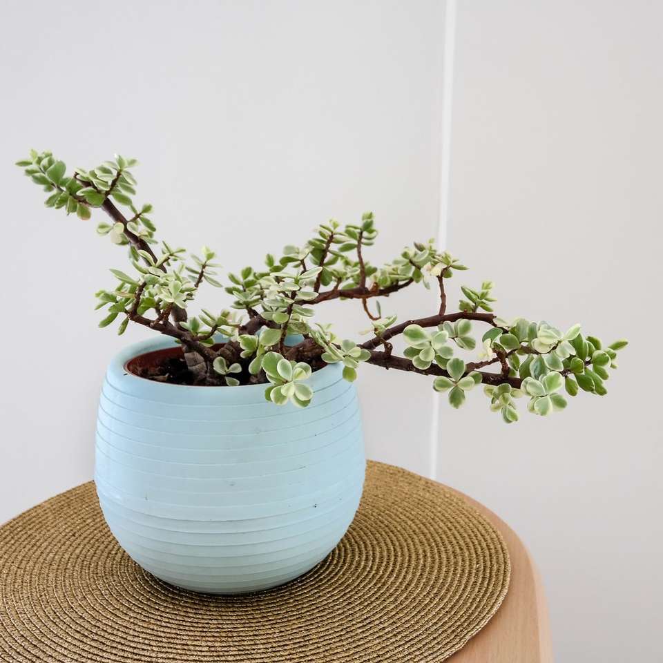 biało-zielone liściaste drzewko bonsai w turkusowej ceramicznej doniczce puzzle przesuwne online