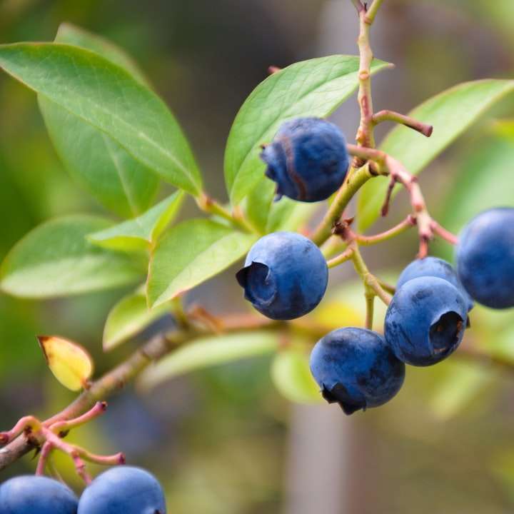 fruct rotund albastru pe frunza verde alunecare puzzle online