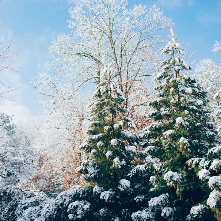 pinos verdes durante la temporada de nieve rompecabezas en línea