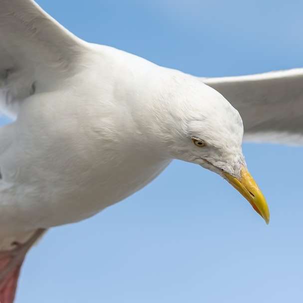 λευκό πουλί που πετά κατά τη διάρκεια της ημέρας online παζλ
