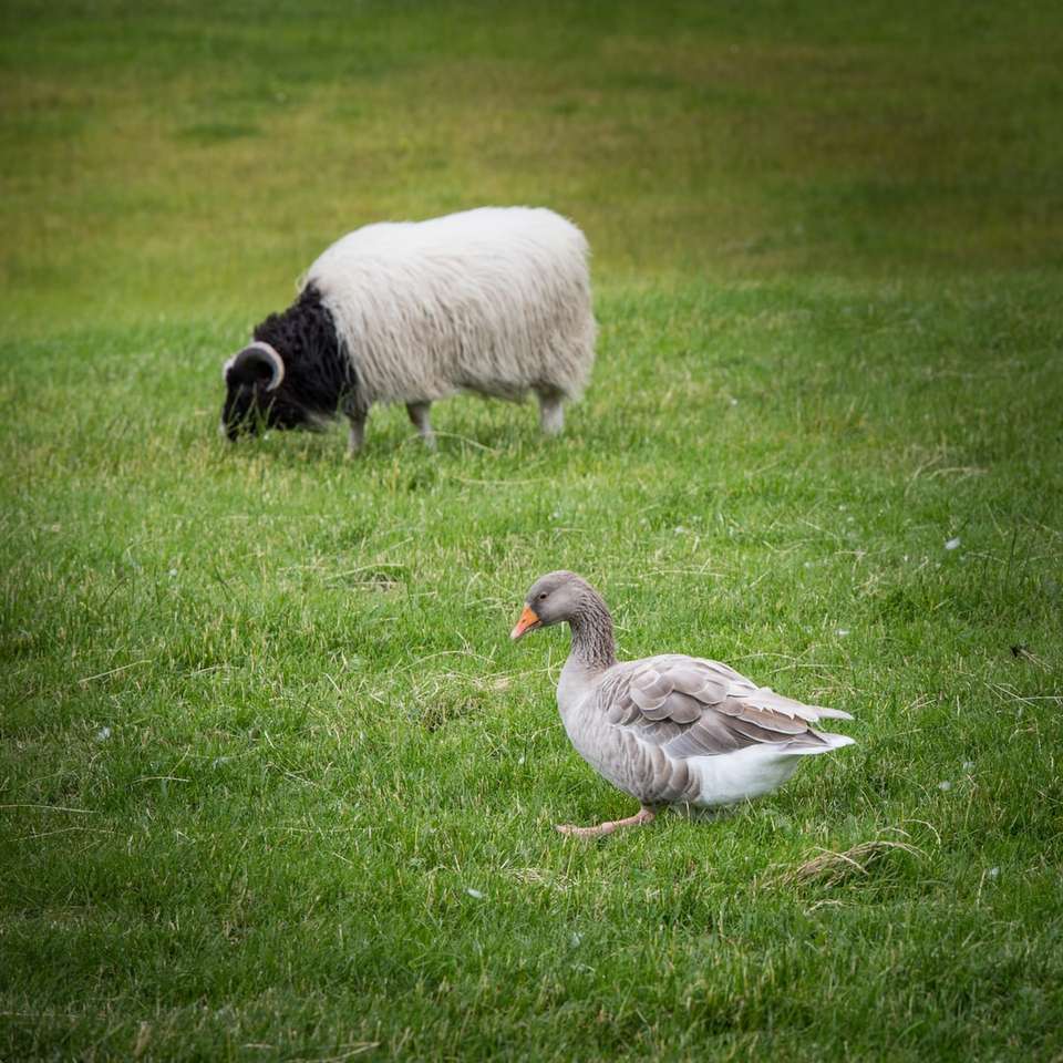 Canard gris et bélier blanc sur l'herbe verte puzzle coulissant en ligne