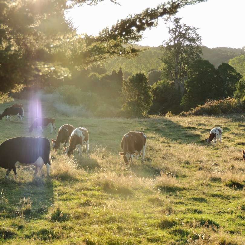 Rebaño de vacas en el campo de hierba verde durante el día rompecabezas en línea