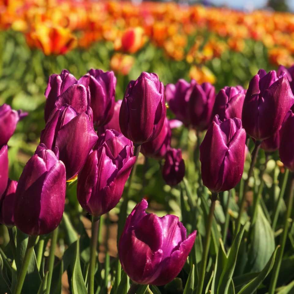 zbliżenie fotografii różowych tulipanów w ciągu dnia puzzle przesuwne online