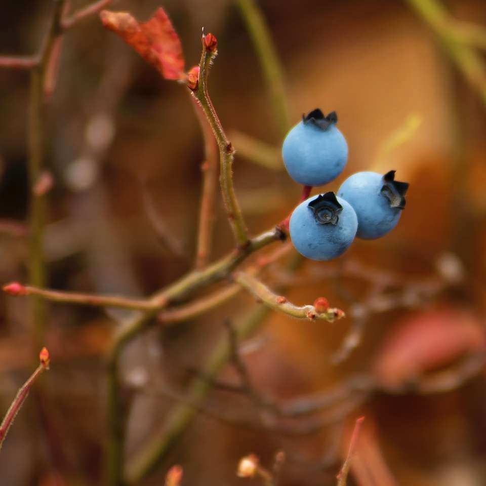 three blueberries on branch online puzzle