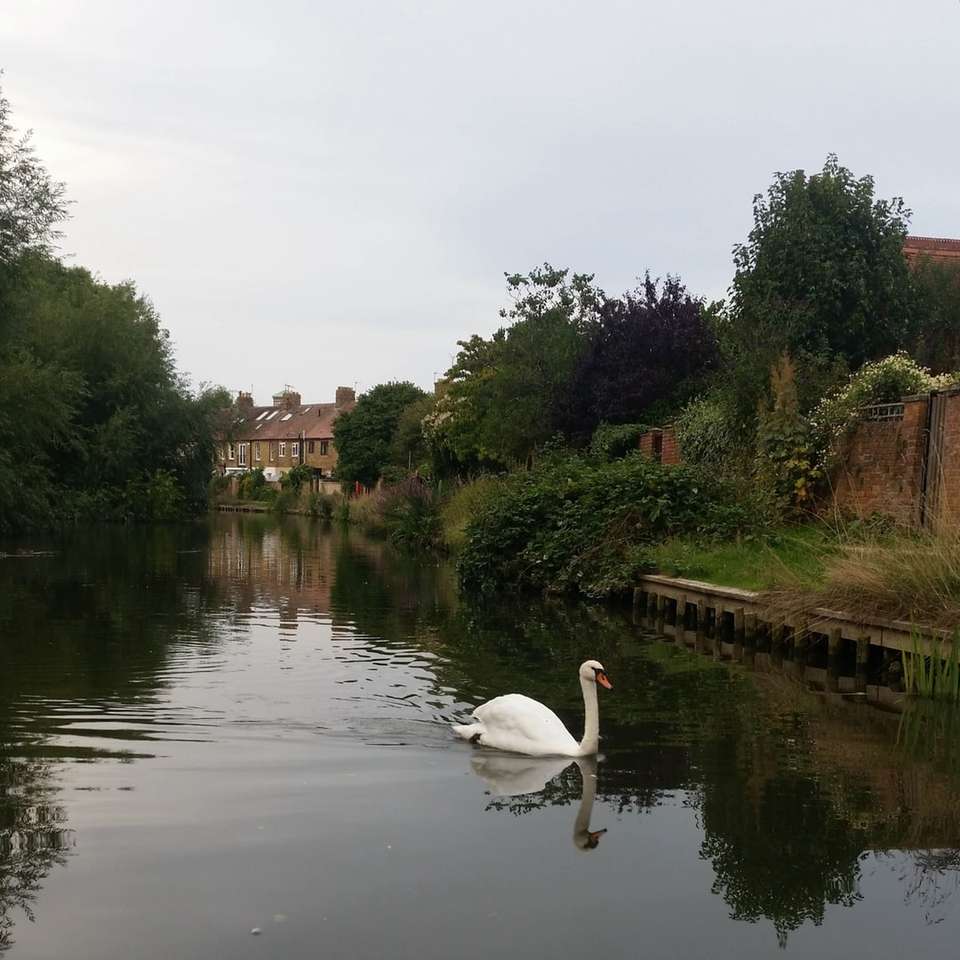 white swan on river near green trees during daytime online puzzle