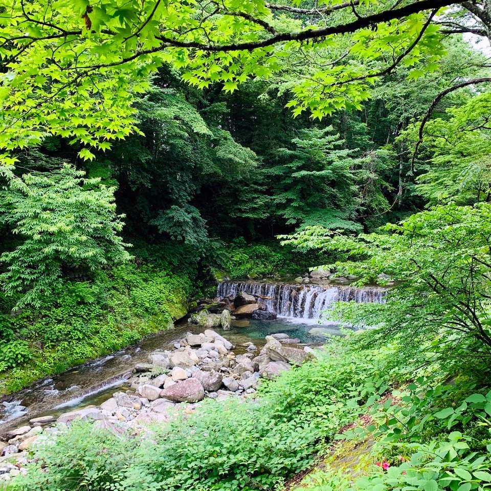 copaci verzi lângă râu în timpul zilei alunecare puzzle online