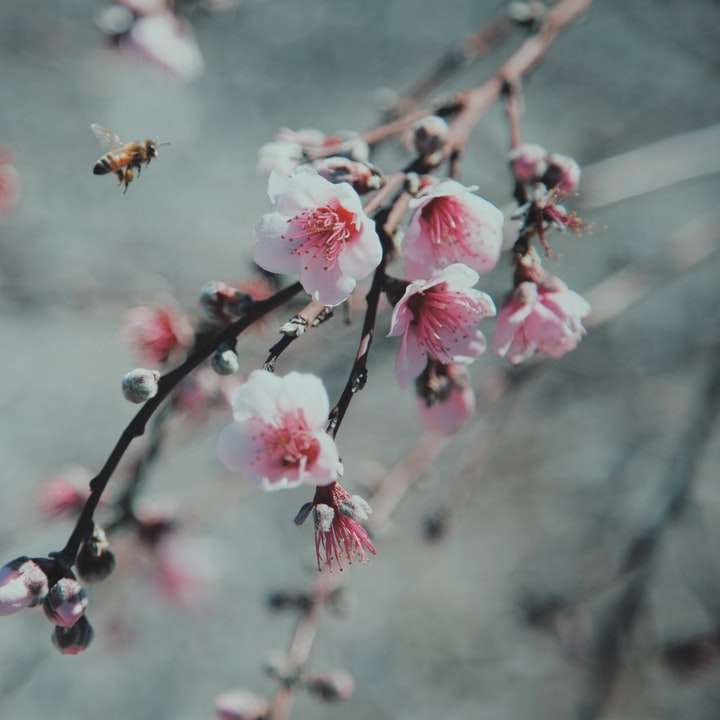 fehér és rózsaszín cseresznyevirág csúszó puzzle online