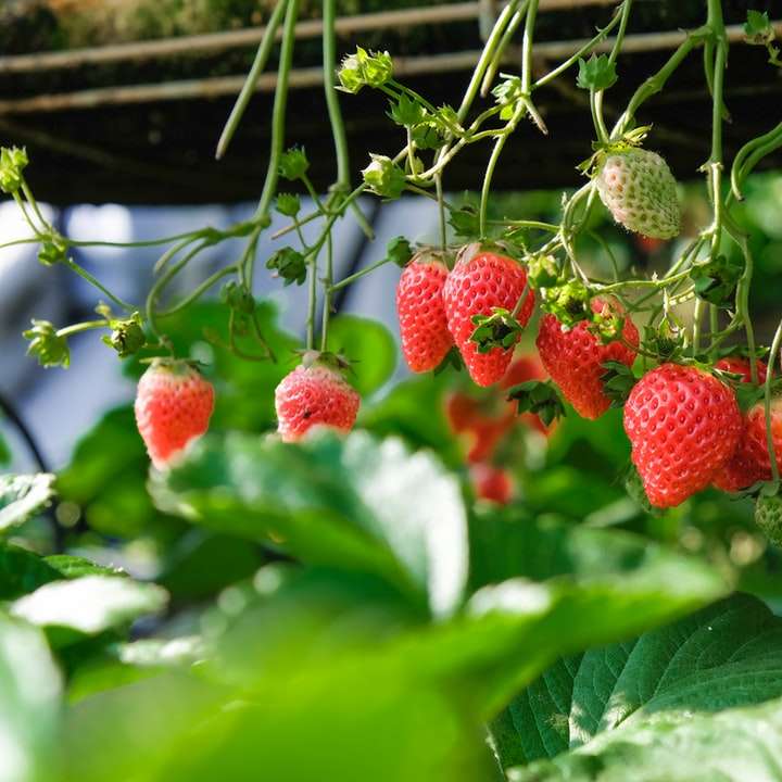φράουλες σε ρηχή εστίαση συρόμενο παζλ online