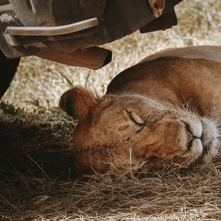 leona marrón durmiendo debajo del coche puzzle deslizante online
