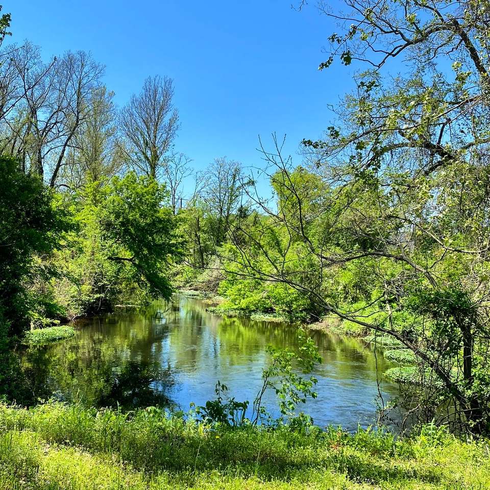昼間の青い空の下で川の横にある緑の木々 スライディングパズル・オンライン