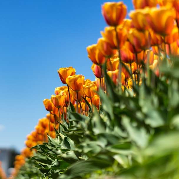 Foto von Blüten mit orangefarbenen Blütenblättern in voller Blüte Online-Puzzle