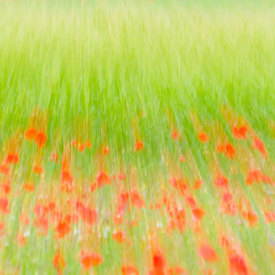 campo de grama verde durante o dia puzzle online