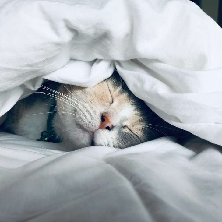 vit katt sover under vit täcke Pussel online