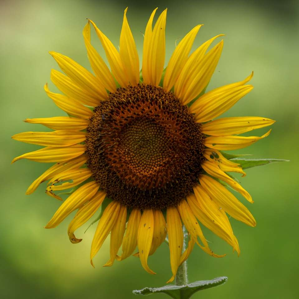 gul solros i blom under dagtid Pussel online