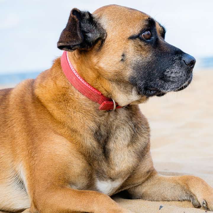 bruine boxer hond schuifpuzzel online