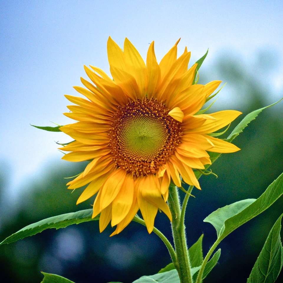 Makroaufnahme der gelben Sonnenblume Online-Puzzle