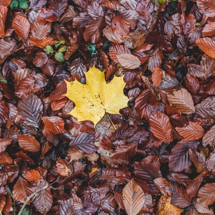 torkade löv på marken glidande pussel online