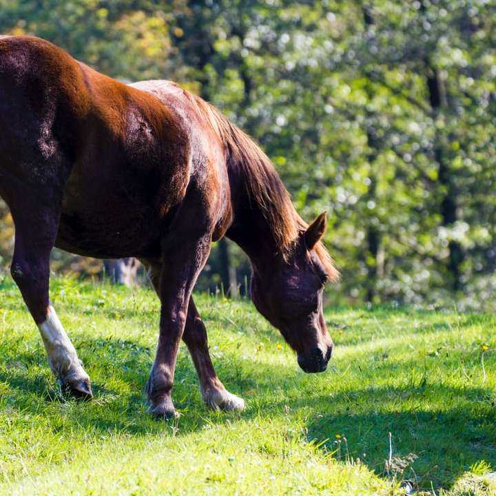 brązowy koń na zielonym polu trawy w ciągu dnia puzzle online