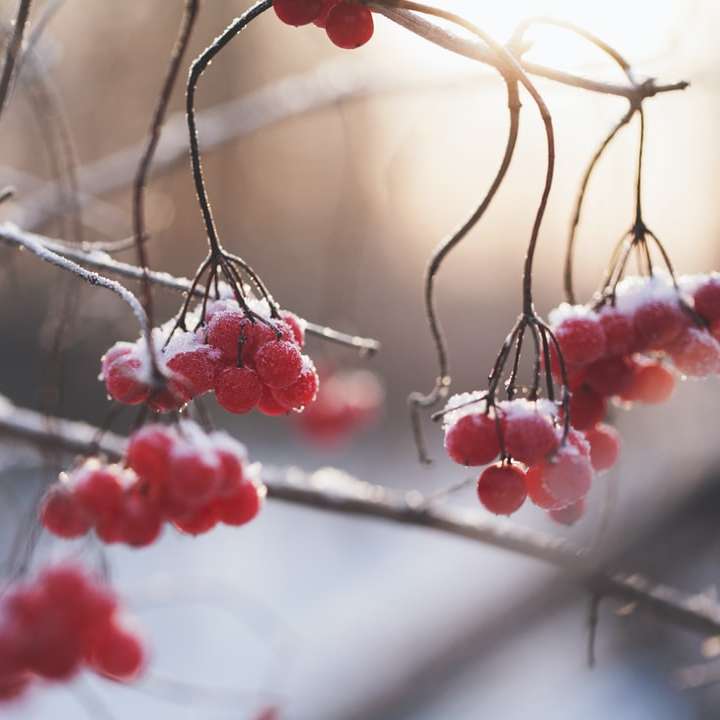 赤い果実のセレクティブフォーカス写真 スライディングパズル・オンライン