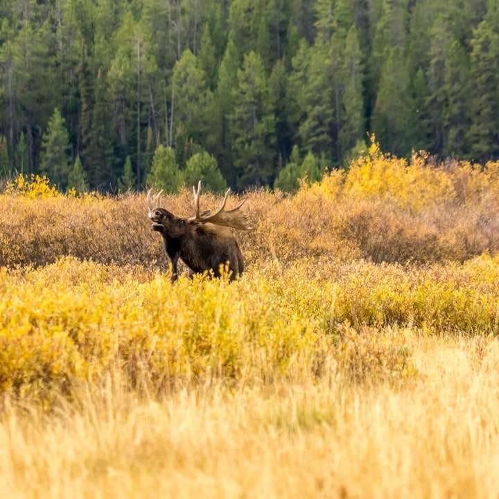 brązowy słoń na zielonym polu trawy w ciągu dnia puzzle przesuwne online