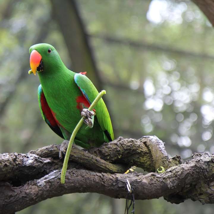 zielona papuga siedząca na gałęzi drzewa puzzle online