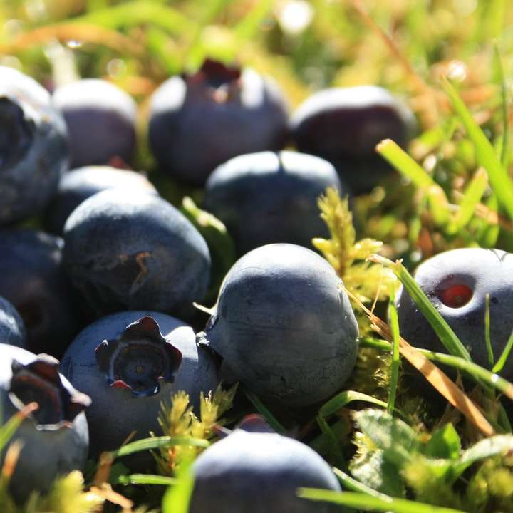 frutas redondas azuis na grama verde durante o dia puzzle deslizante online