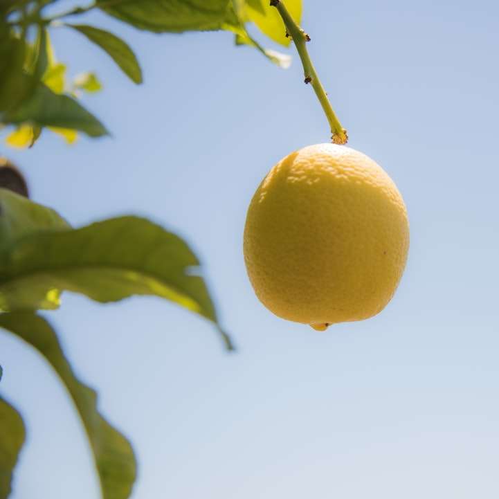 Fruta de limón amarillo en fotografía de cerca rompecabezas en línea