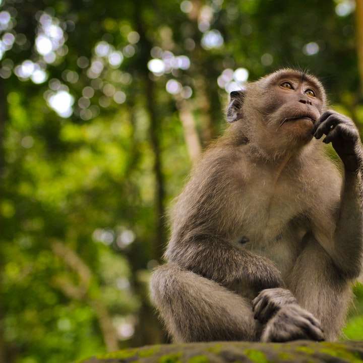 gray monkey in bokeh photography online puzzle