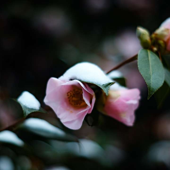 фотография със селективен фокус на розово розово цвете плъзгащ се пъзел онлайн