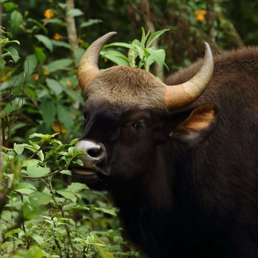 svart ko som äter grönt gräs under dagtid Pussel online