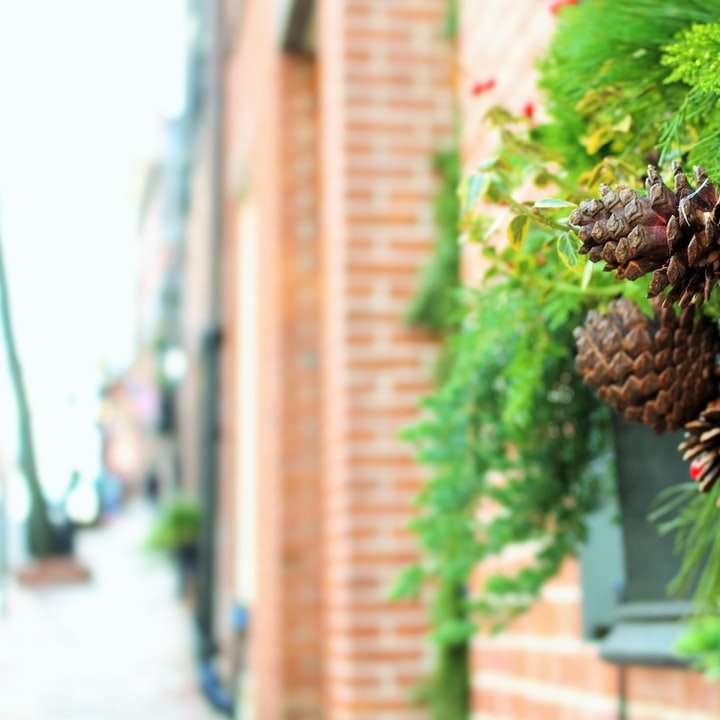 στενή προβολή των pinecones σε πράσινα φυτά σε παράθυρο ακόμα συρόμενο παζλ online