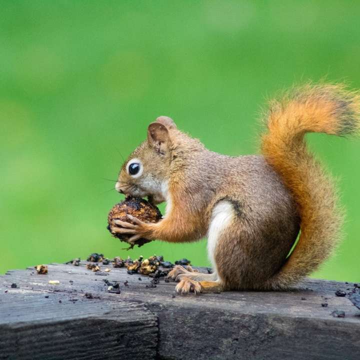 brązowa wiewiórka jedząca orzechy puzzle online