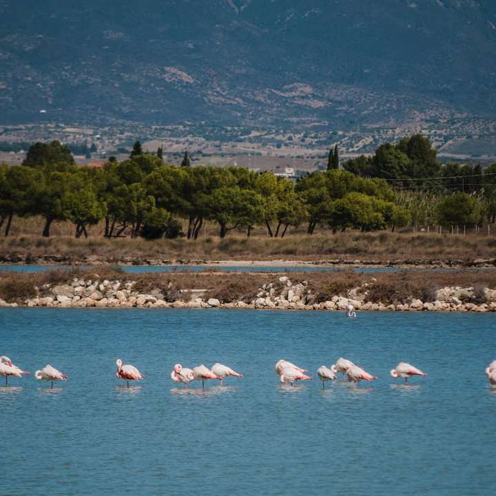 белый и розовый лебедь на воде онлайн-пазл