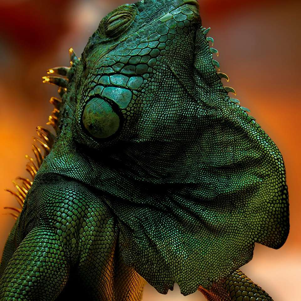 zelený a hnědý vousatý drak posuvné puzzle online