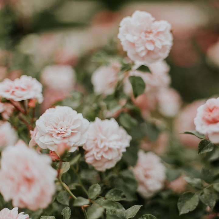 fotografia płytkiej ostrości różowych róż puzzle online