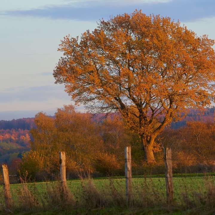 drzewo o żółtych liściach puzzle przesuwne online