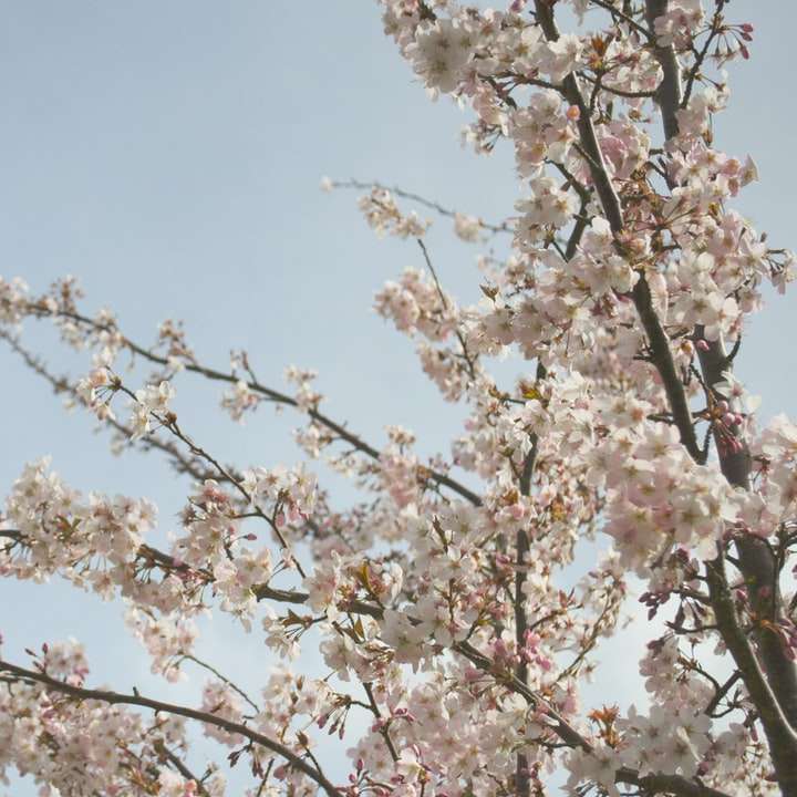 niski kąt widzenia drzewa biały kwiat wiśni puzzle przesuwne online