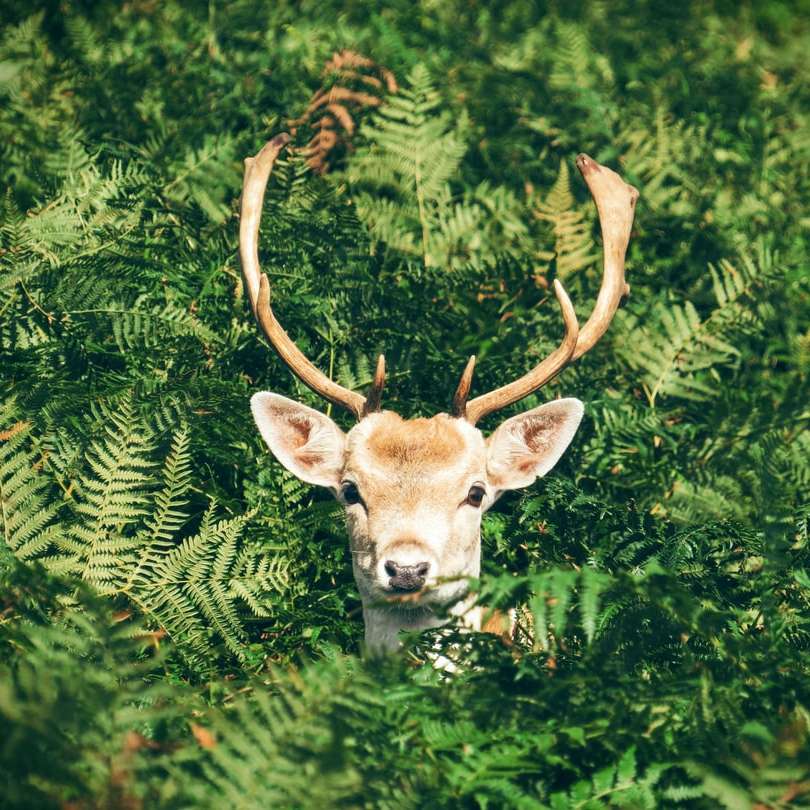 brown and white deer surrounded by green plants online puzzle