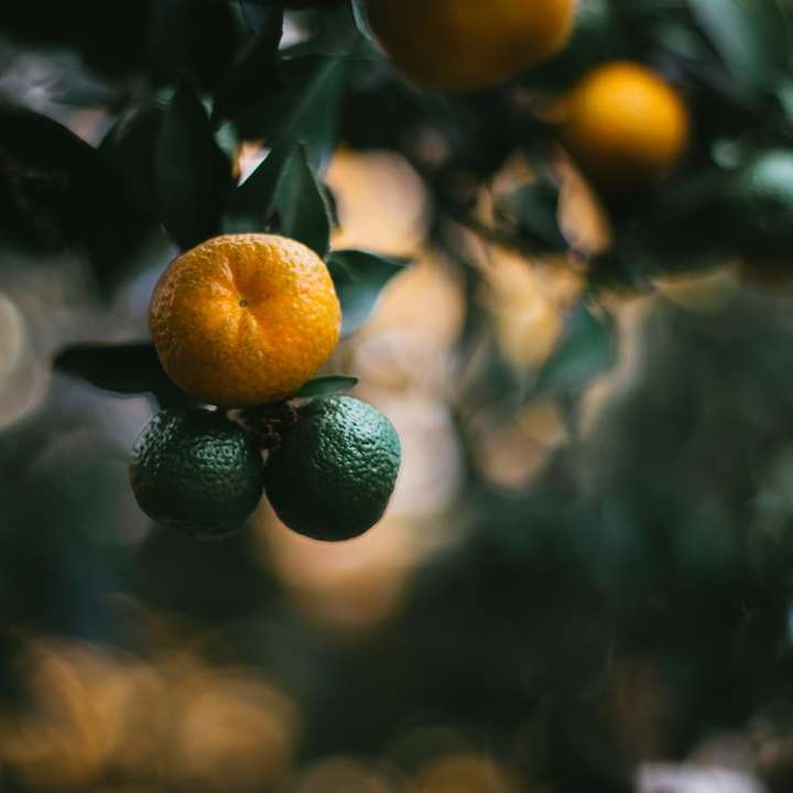 オレンジと緑の果物のクローズアップ写真 スライディングパズル・オンライン
