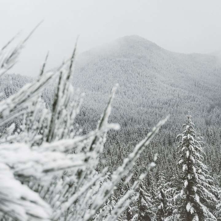 деревья окружают снегом онлайн-пазл