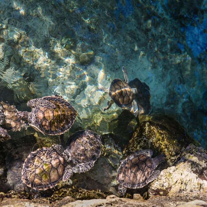 черепахи на водоймі онлайн пазл