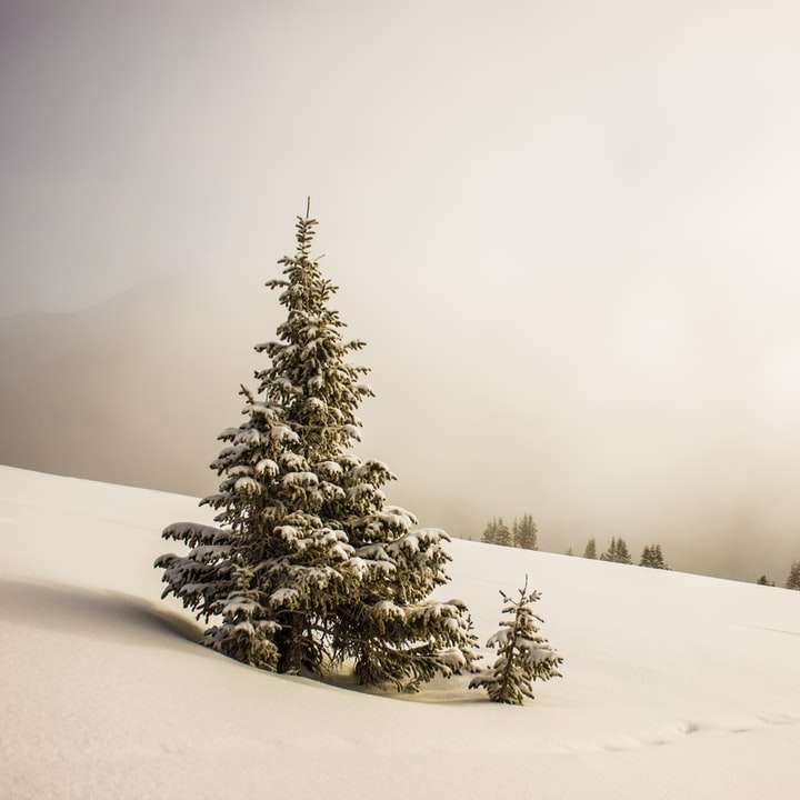 pino rodeado de campo de nieve rompecabezas en línea