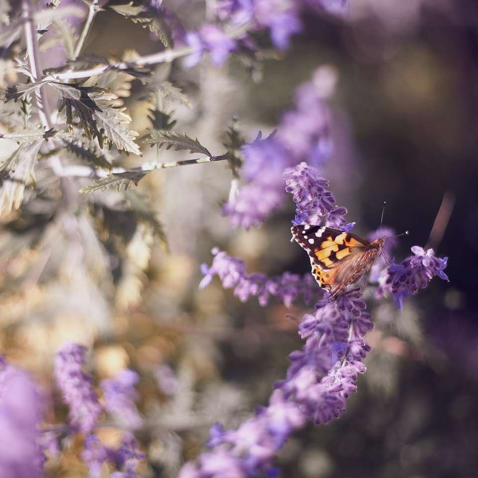 brązowy motyl na fioletowym kwiecie puzzle online