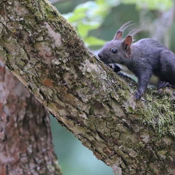 szara wiewiórka na brązowym pniu drzewa w ciągu dnia puzzle online