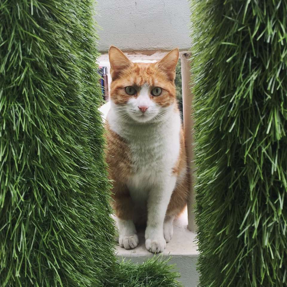 gato laranja e branco na grama verde puzzle online