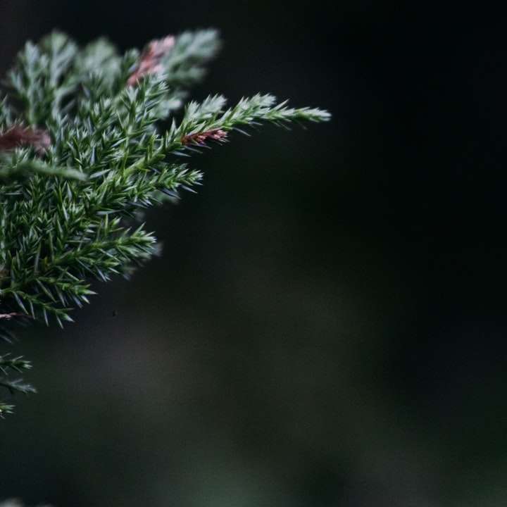 επιλεκτική εστίαση φωτογραφίας πράσινου πεύκου φύλλου online παζλ