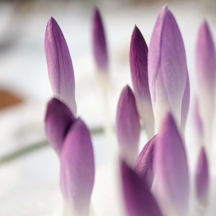 grunt fokus fotografering av lila blommor glidande pussel online