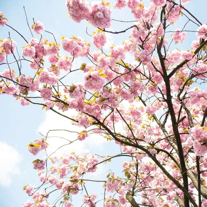arbre de fleur de cerisier rose puzzle en ligne
